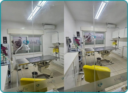 Cirurgias Vittal Pet Clínica Veterinária em Passo Fundo - RS